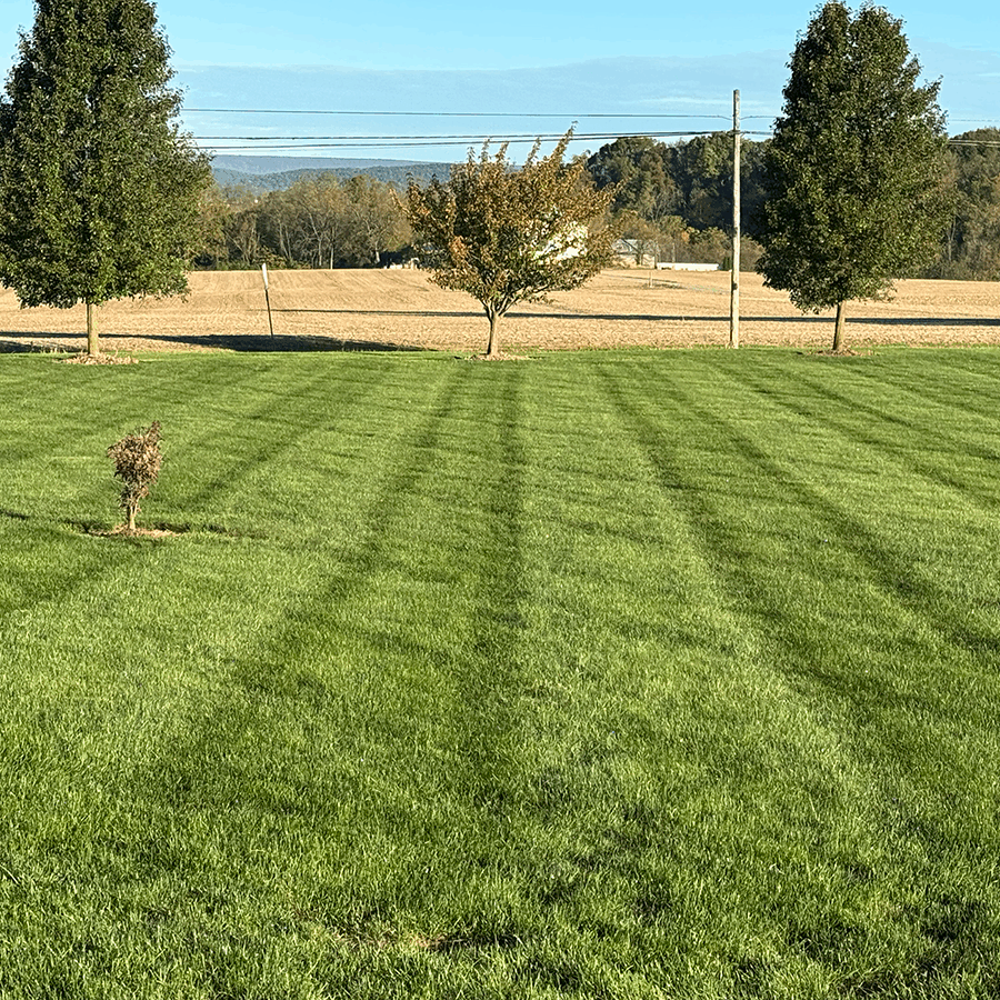 lawn fertilization image.png